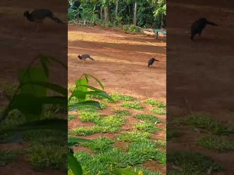 Ave  Mutum 🐓 🌴.                                    #morrinhos #natureza #aves #goiás #goias