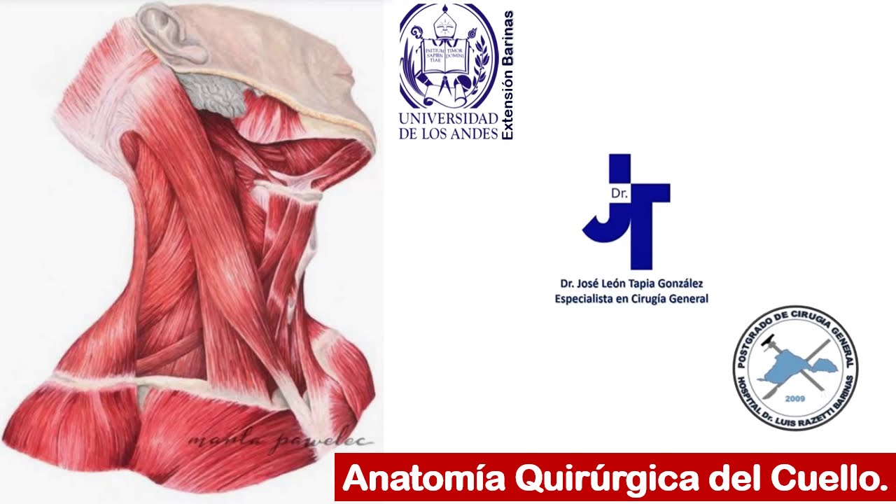 Anatomía Quirúrgica del Cuello.