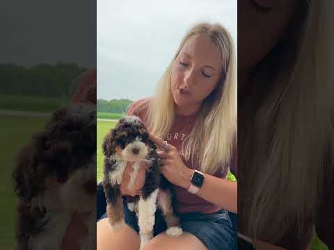 Micro Bernedoodle Girl Lynelle - Dutton Ranch Litter 🐾