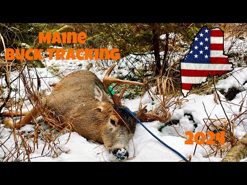 Maine deer hunting! Tracking big buck in snow. Kill!! # Maine giants #rossi #skinnerpeepsights