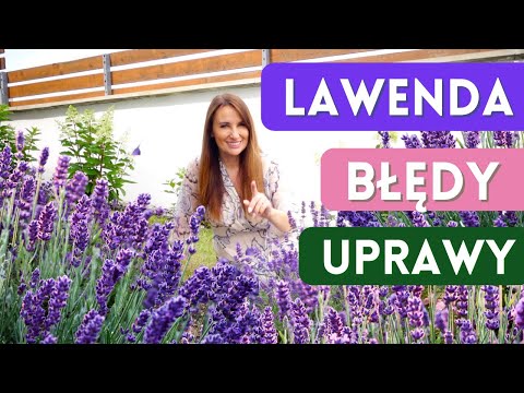 LAWENDA - sadzenie, cięcie, pielęgnacja! Najważniejsze zasady w uprawie lawendy wąskolistnej