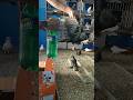 Release New House Pigeon Pigeon Loft Pigeonhouse Kabootar Pigeonloft Pigeoncoop Kabutar