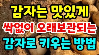 굵은감자 말고 맛있는 감자키우는 방법 / 감자 지금 해줘야 맛있는감자 수확해요