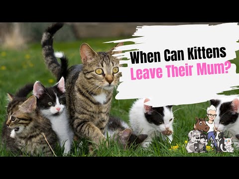 Episode 108: When Can Kittens Leave Their Mum?