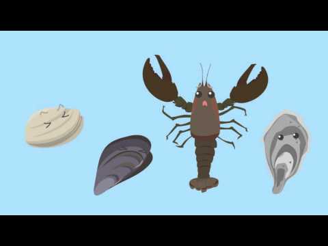 Ocean Acidification or Osteoporosis of the Sea? - Seacoast Science Center