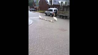 swan father and mother  with baby swans crossing the street