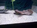 Trachyglanis ineac Trachyglanis ineac