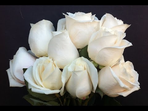 Mieux Que Personne - Eddy Pacal (With lyrics).