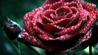 Dark Red Rose  Pictures