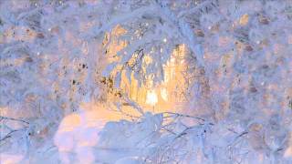 Pp-Nacho Marco-Adore