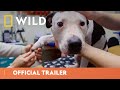 Yukon Vet Official Trailer National Geographic Wild UK