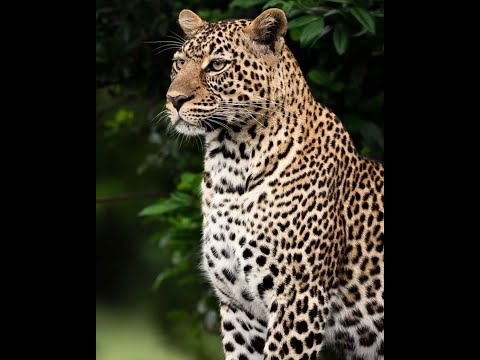 4x4 Land Cruiser Jeep Safari  Conquer the Wild in Comfort and Style