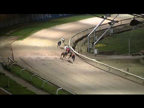 King Turbo - Coral Greyhound Olympic - Final