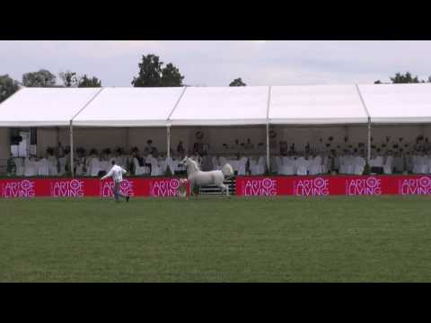 Al Khalediah European Arabian Horse Festival - 2