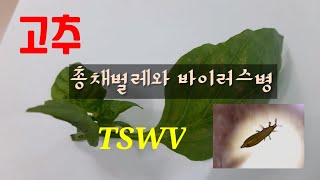 고추_총채벌레와 바이러스병(TSWV)