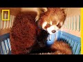 Watch the Bittersweet Rescue of Red Pandas from Wildlife Smugglers | National Geographic