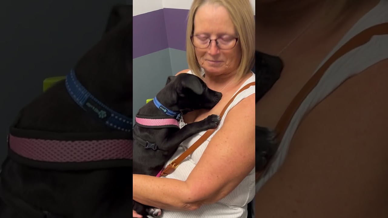 Enlarge Ollie, a Adoptable mixed breed in Scottsdale, AZ video 4/4