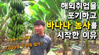 국내에서 바나나농사를? 7000평 짓는데 비용은? 바나나 농가의 하루 [바나나 농사] 1부