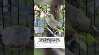 Download lagu Suara Pleci Dakun Ngalas Nembak Panjang | Gacor Habis Buat Masteran & Pancingan! #pleci mp3 Download lagu Suara Pleci Dakun Ngalas Nembak Panjang | Gacor Habis Buat Masteran & Pancingan! #pleci mp3