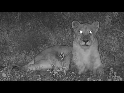 Djuma: Lions-shows up after Giraffes ran across the water-Pt:2 - 21:32 - 04/11/20