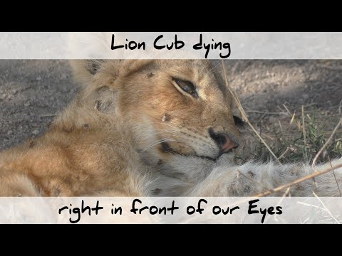 Lion Cub dying right in Front of Our Eyes