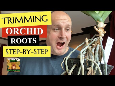 PHALAENOPSIS ORCHID HOUSEPLANT CARE 🔪🌱 How To Fertilize & Trim Old Orchid Roots Part 4/4