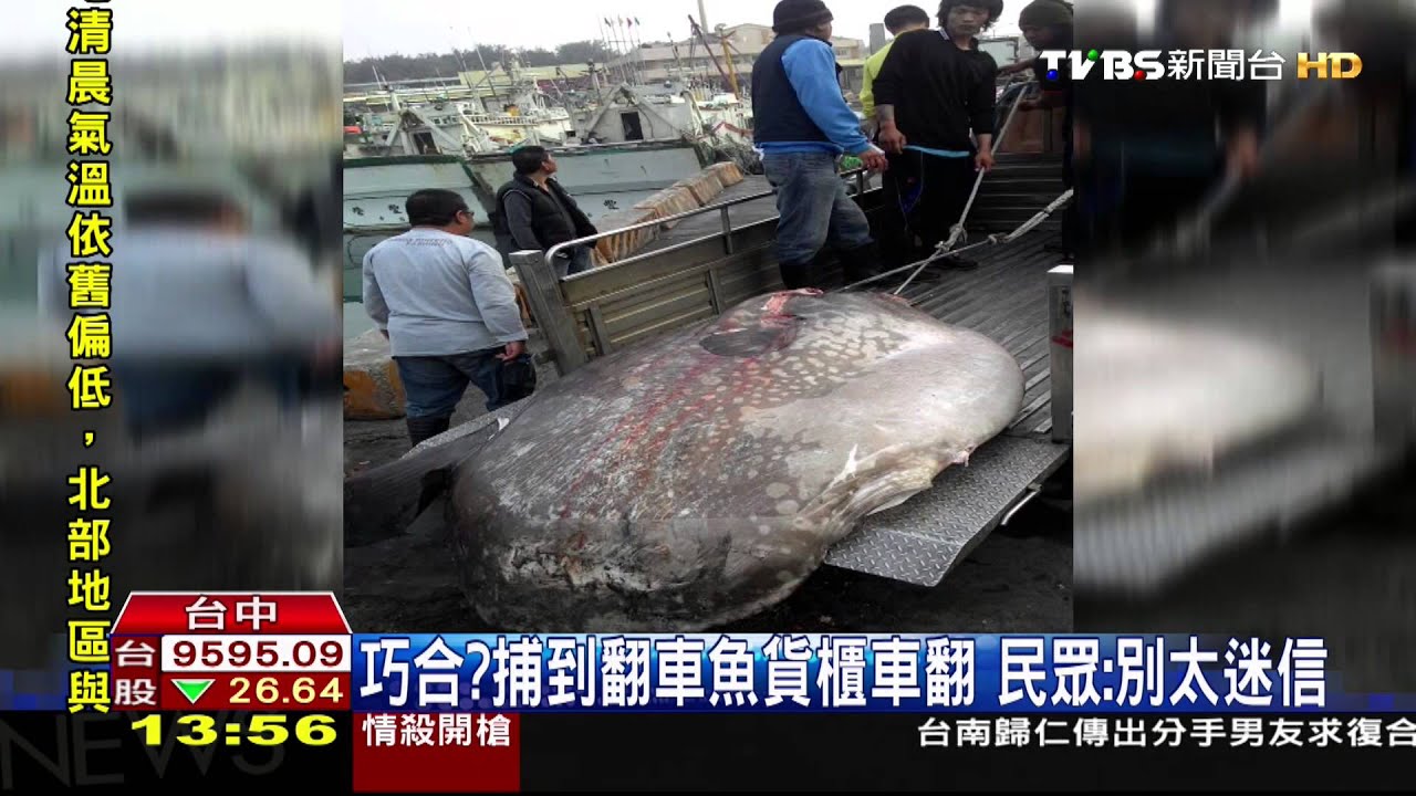巧合?捕到翻車魚貨櫃車翻 民眾:別太迷信