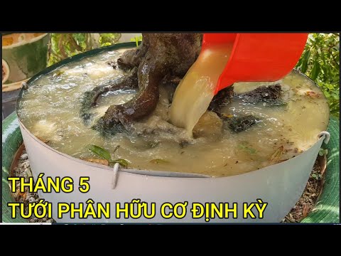 🔴 QBS23424 - TƯỚI PHÂN HỮU CƠ ĐỊNH KỲ CHO CÂY MAI VÀNG MIỀN BẮC | CÁCH CHĂM SÓC CÂY MAI VÀNG