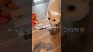 【Vlog】中国駐在妻のリアルな日常🐈🏥 #vlog #駐在妻 #駐妻 #中国 #深圳 #猫 #海外生活 #海外在住 #ペット #china #shenzhen #cat #日常 #海外 #ねこ