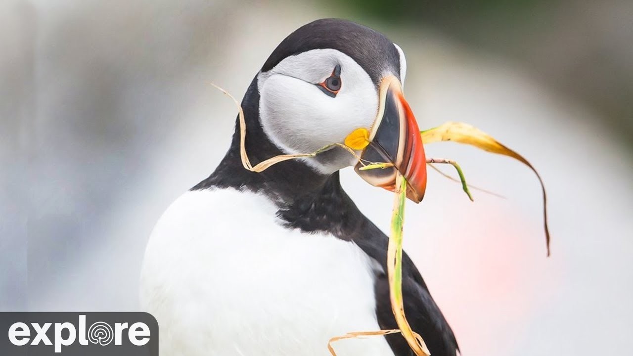 Live webcam view of Willie & Millie's Puffin Burrow Cam
