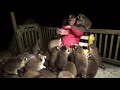 Man surrounded by more than 30 raccoons|He feeds hot dogs every day Very Hungry #AmazingInternetDose
