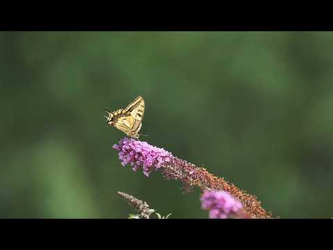 Kudinotave Manamohaka || Parichaya || Shreya Ghoshal