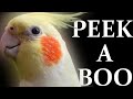 PEEK A BOO PLAY WHISTLE SING TRAINING   Bird Whistle Training Songs