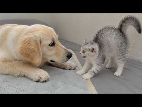 YouTube 썸네일