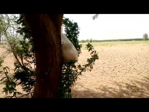 Kitne Hazar Ghnso - Shahzad Zakhmi - Latest Saraiki Song - Moon Studio Pakistan