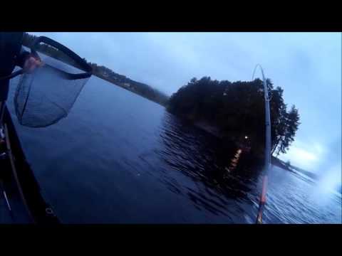 TORNIONJOKI.LOHI 14KG Valhalla-vaapulla 2015