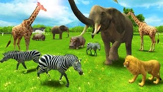 Baby Learn About Animals - Have Fun With REAL ANIMAL  Fun educational