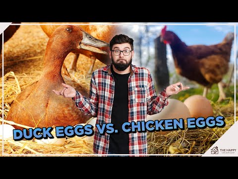 Duck Eggs vs. Chicken Eggs: Which is Better?