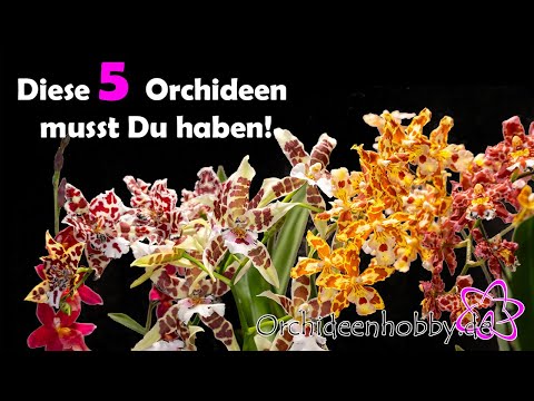 , title : '🌺🌺🌺 5 Orchideen, die jeder haben sollte 🌺🌺🌺 www.Orchideenhobby.de'