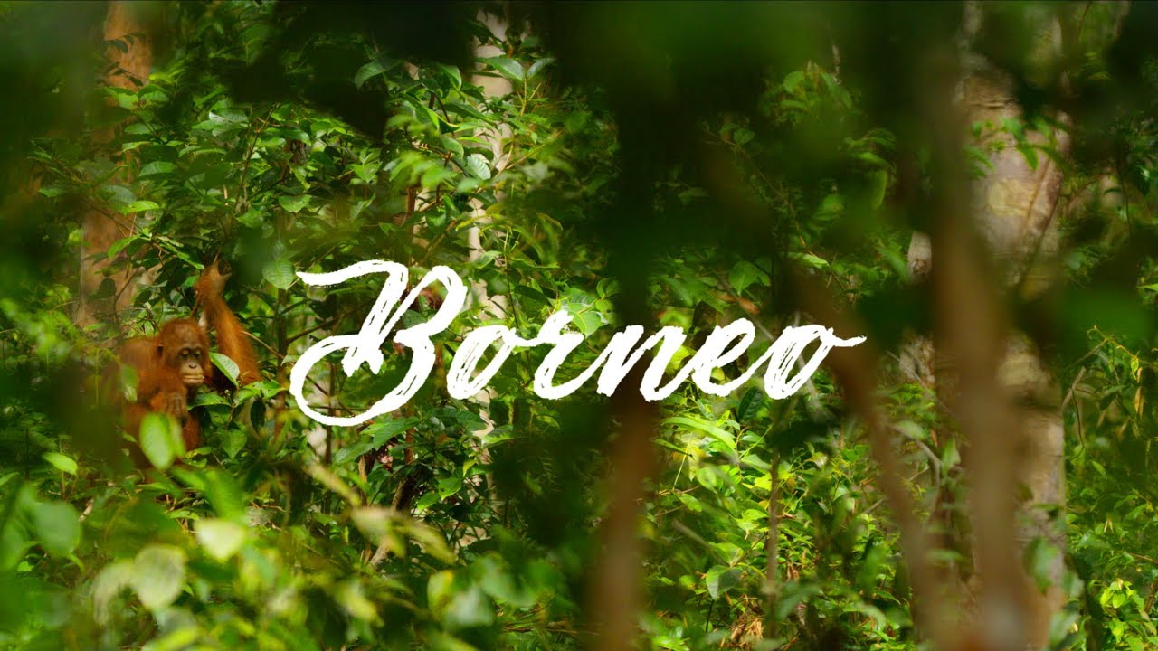 Borneo with Shannon Wild