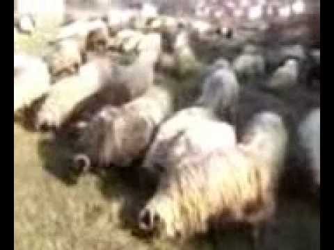 Vlasicke ovce (habance)