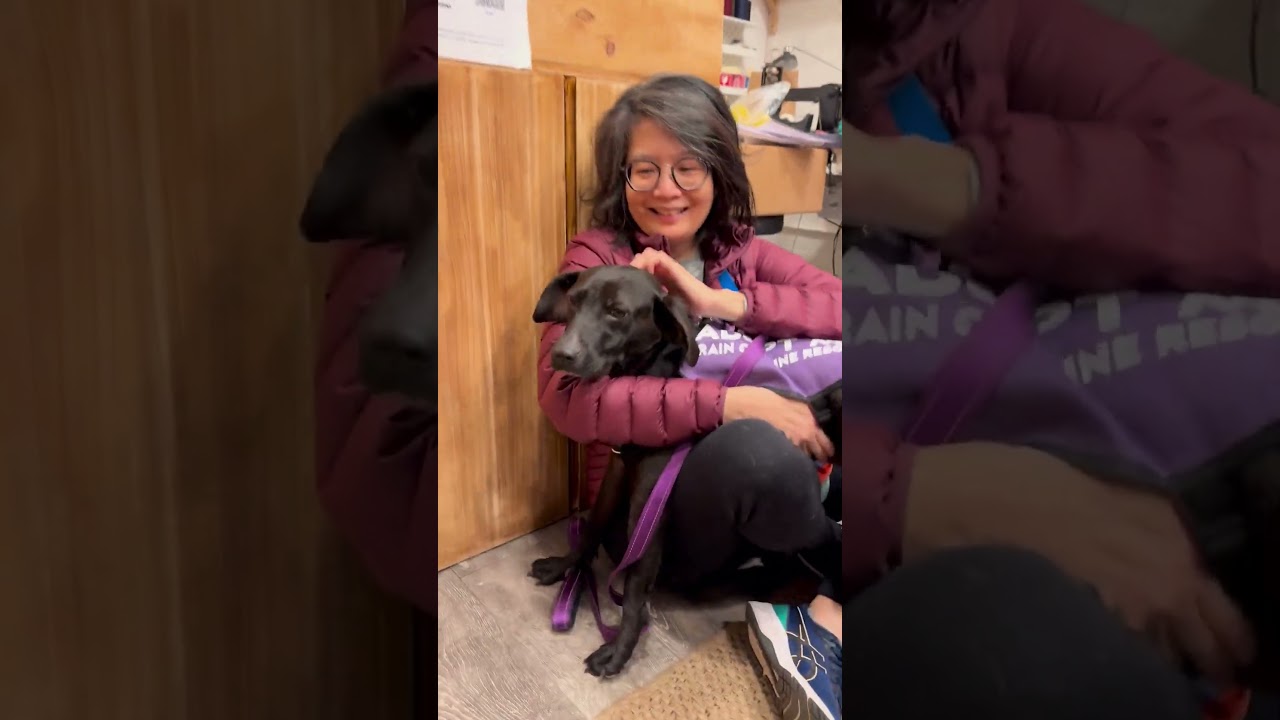 Enlarge Dark Tower, a Adoptable mixed breed in Boston, MA video 6/6