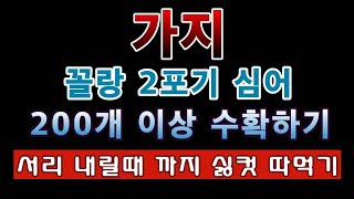 [텃밭농부. 1,012]  가지 꼴랑 2포기 심어서 200개 이상 서리 내릴 때 까지 따 먹는 방법