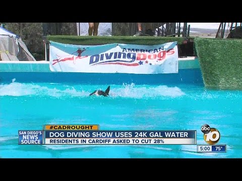 Dog diving show uses 24,000 gallons of water