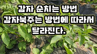 감자 순치는 방법 #감자북주는 방법에 따라서 수확이 달라진다.