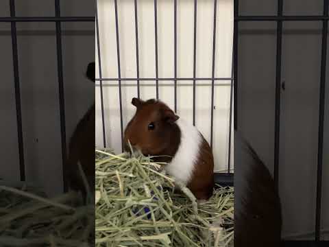 Blondie Youtube Video