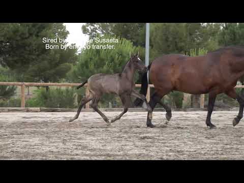 Colt born by embryo transfer. Sired By Poeta de Susaeta. Andalusian colts.