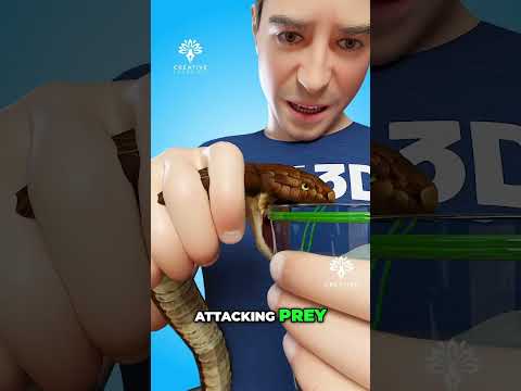 Come viene estratto il veleno di serpente 😮 #estrazionevenomextraction - Creativelearning3d