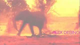 Chico Nasty   Elefante Bogdan Time to move DJ DIEGO CARVALHO VMIX Alejandro Toxqui Vmix