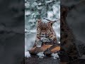 World Best Animal S Status Shorts Music Animals